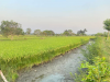 ফসলি জমি ধান মাছ চাষ করা হয়।